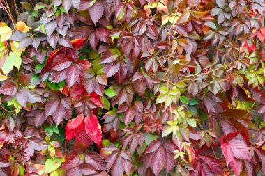 Üzüm yapraklarının kırmızı dokusu