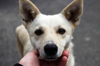 Savoy lahanası. Yaklaş.