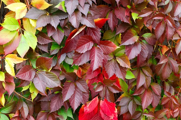Büyük üzümlerin kırmızı yapraklarının dokusu.