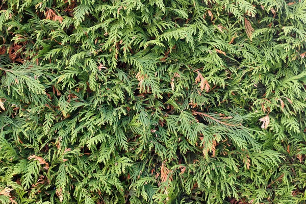 Foto Textura Zelených Větví Vánočního Stromku — Stock fotografie