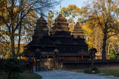 Savoy lahanası. Yaklaş.