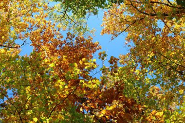 Sonbahar ormanında güzel bir gökyüzünün fotoğrafı.