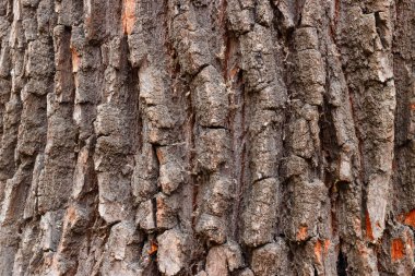 Sert ağaç kabuğu yakın plan.