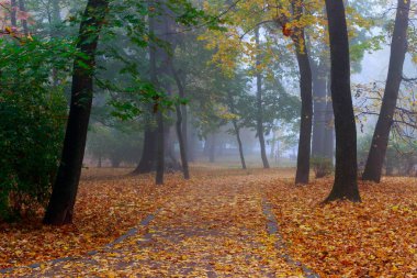 Autumn City 'nin fotoğrafı Sisin içindeki Park