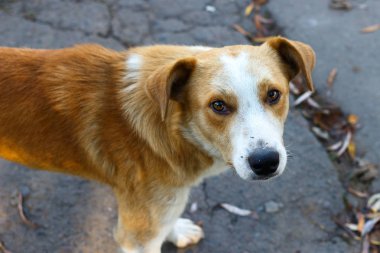 Evsiz bir köpek bakar