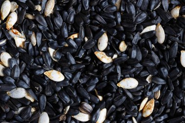 Güzel sincap. Yaklaş.