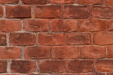 Güzel sincap. Yaklaş.