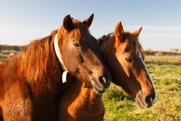 Een Paar Prachtige Paarden — Stockfoto