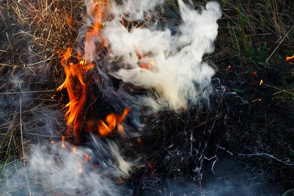 Bränner Torrt Gräs Närbild — Stockfoto