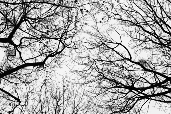 Fotografia Czarno Białe Niebo Zimowym Lesie — Zdjęcie stockowe