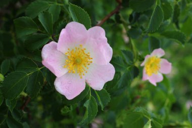 Kalçaların pembe çiçekleri