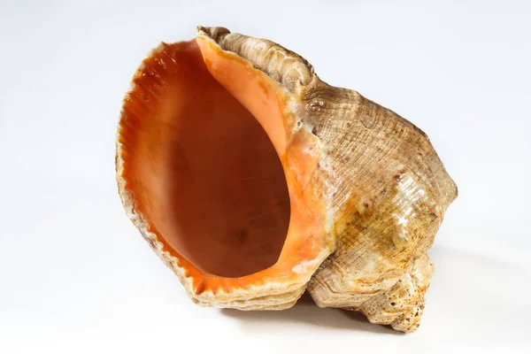 One Shell White Background Closeup — Stock Photo, Image