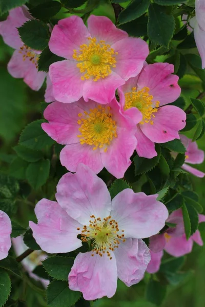 Rosa Blüte Der Hüften — Stockfoto