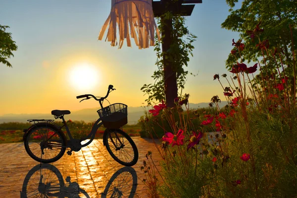 Silueta de bicicleta en jardín de flores y puesta de sol —  Fotos de Stock