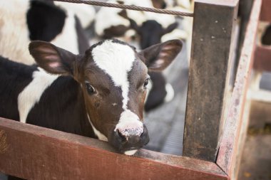 Çiftlikte inekler. Süt ineği. seçici odak.