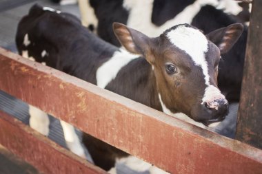 Çiftlikte inekler. Süt ineği. seçici odak.