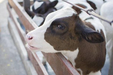 Çiftlikte inekler. Süt ineği. seçici odak.