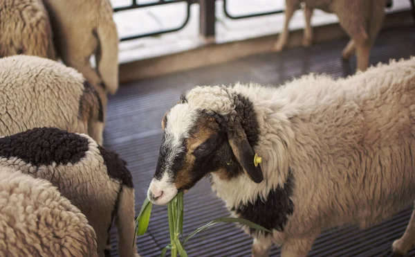 Ovelhas na quinta. Ovelhas gostam de comer grama na fazenda — Fotografia de Stock