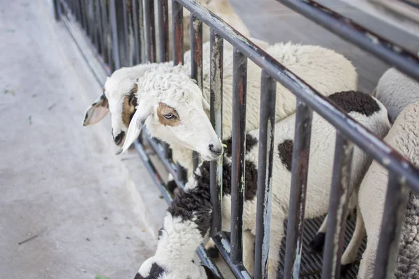 Ovelhas na quinta. Fechar ovelhas de rosto com foco seletivo . — Fotografia de Stock