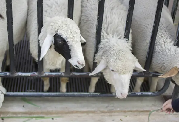 Pecore in fattoria. Primo piano pecore del viso con attenzione selettiva . — Foto Stock