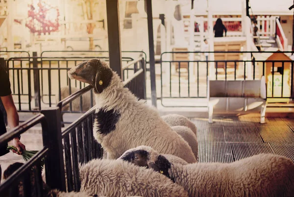 Ovelhas na quinta. Fechar ovelhas de rosto com foco seletivo . — Fotografia de Stock