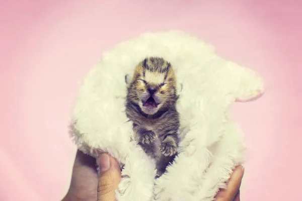 El gatito maullido grita gatito de pura raza. Bebé gatito — Foto de Stock