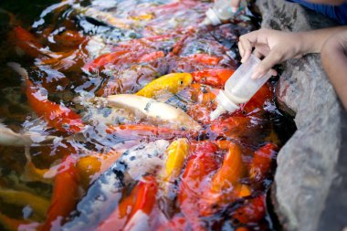 Süt havuzu ile besleme sazan.