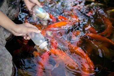 Süt havuzu ile besleme sazan.