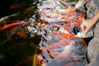 Süt havuzu ile besleme sazan.