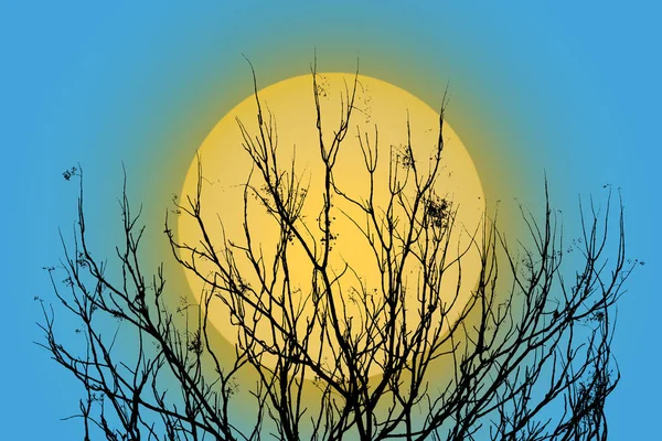 Силуэт дерева осенью на фоне луны . — стоковое фото