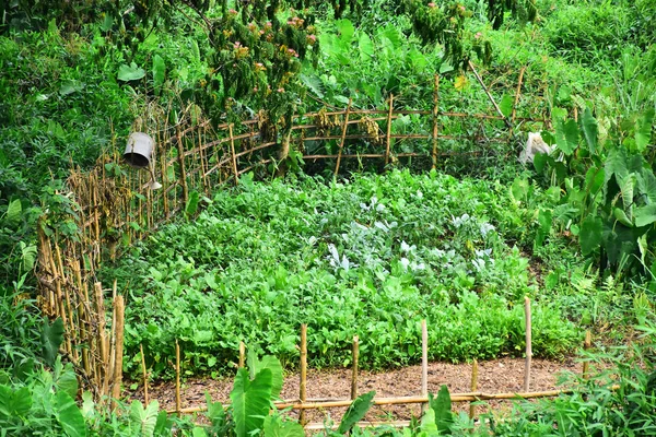 Vegetais e agricultura com cerca de bambu no campo . — Fotografia de Stock