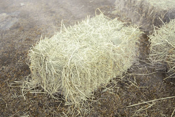 Campo agricolo di balle di fieno in fattoria con ambiente tropicale . — Foto Stock