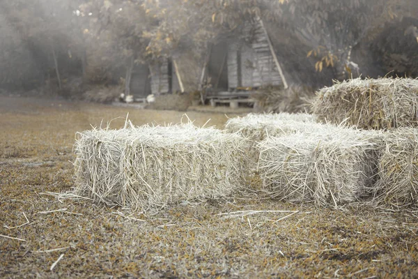 Campo agricolo di balle di fieno in fattoria con ambiente tropicale . — Foto Stock
