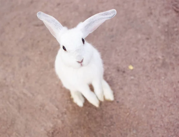 Retrato de coelho bonito branco olhando para a frente sábio para o espectador na fazenda — Fotografia de Stock