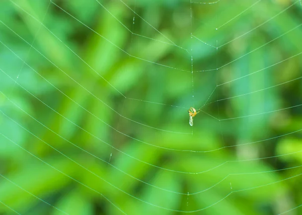 Mătase păianjen pentru capcană de insecte în grădină verde . — Fotografie, imagine de stoc