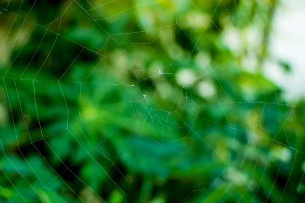 Mătase de păianjen pentru capcana insectelor — Fotografie, imagine de stoc