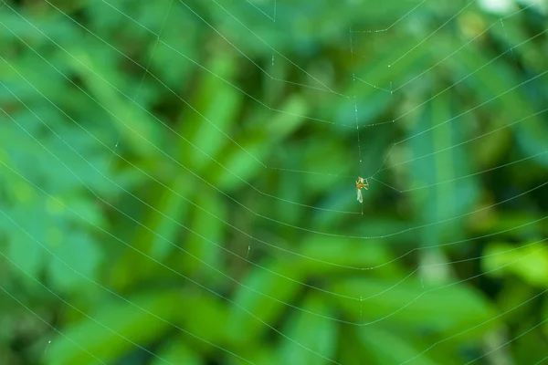 Spider silk for insect trap — Stock Photo, Image