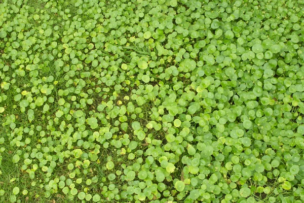 Ασιατικό Pennywort φύλλο — Φωτογραφία Αρχείου