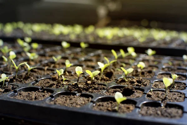 Jeune plant de germes dans une ferme . — Photo