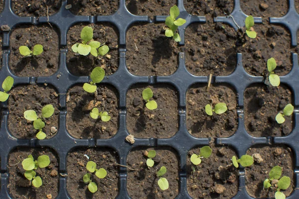 Jeune plant de germes dans une ferme . — Photo