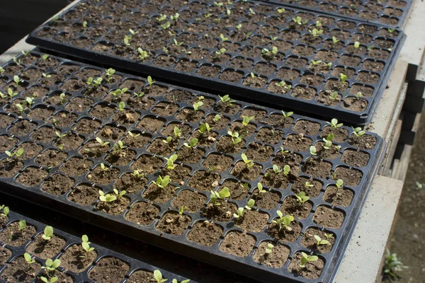 Jovem planta de broto em uma fazenda . — Fotografia de Stock