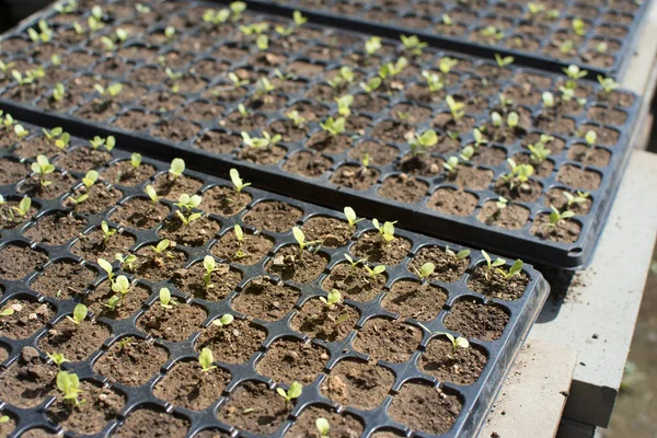 Jovem planta broto em uma fazenda. conceito de agricultura . — Fotografia de Stock