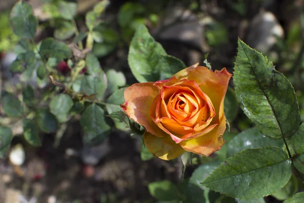 As rosas amarelas no jardim verde — Fotografia de Stock