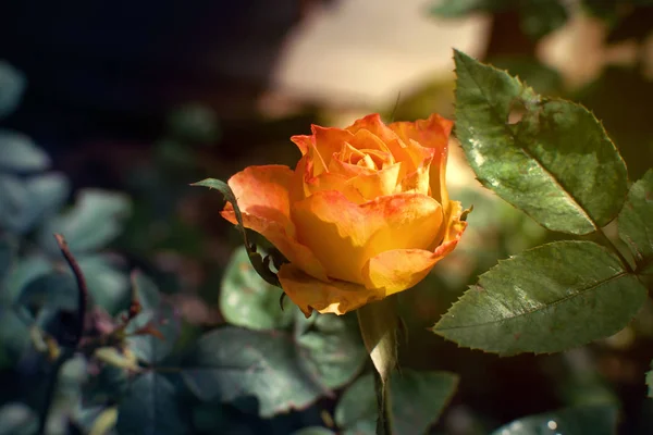 As rosas amarelas — Fotografia de Stock