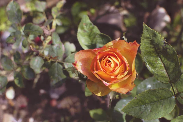 As rosas amarelas — Fotografia de Stock