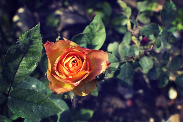 Die gelben Rosen — Stockfoto