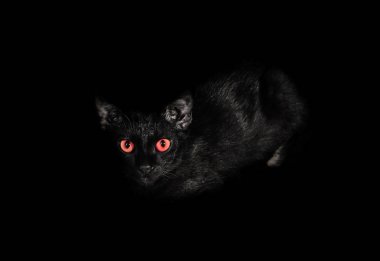 Kara kedi, kırmızı göz yakın.