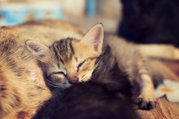 Lindo gato es durmiendo en la madre gato 's vientre y felizmente . —  Fotos de Stock