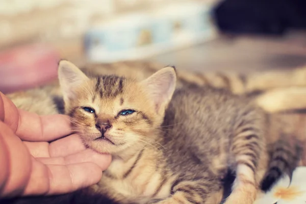 Lindos gatitos son felices y soñolientos . — Foto de Stock