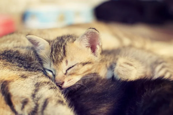 Lindo gato es durmiendo en la madre gato 's vientre y felizmente . — Foto de Stock